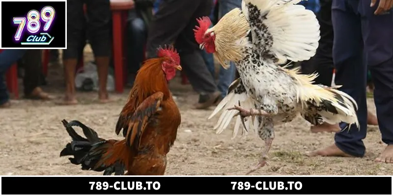 Đôi nét về trực tiếp đá gà mỹ Thomo